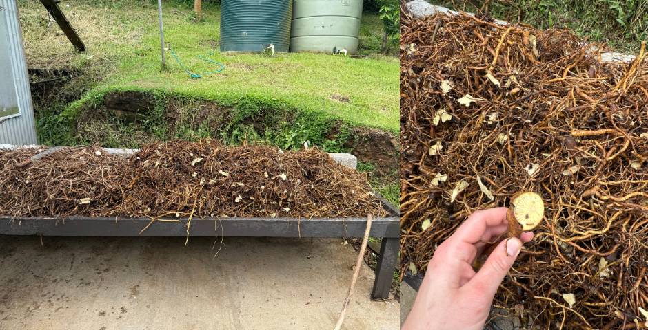 zpracovani kava kava kořeny prasek mleko kratomworld